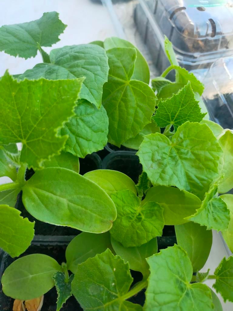 TOMAAT, KOMKOMMERPLANTEN  COURGETTE PHYSALIS CHILIPEPER, Ophalen
