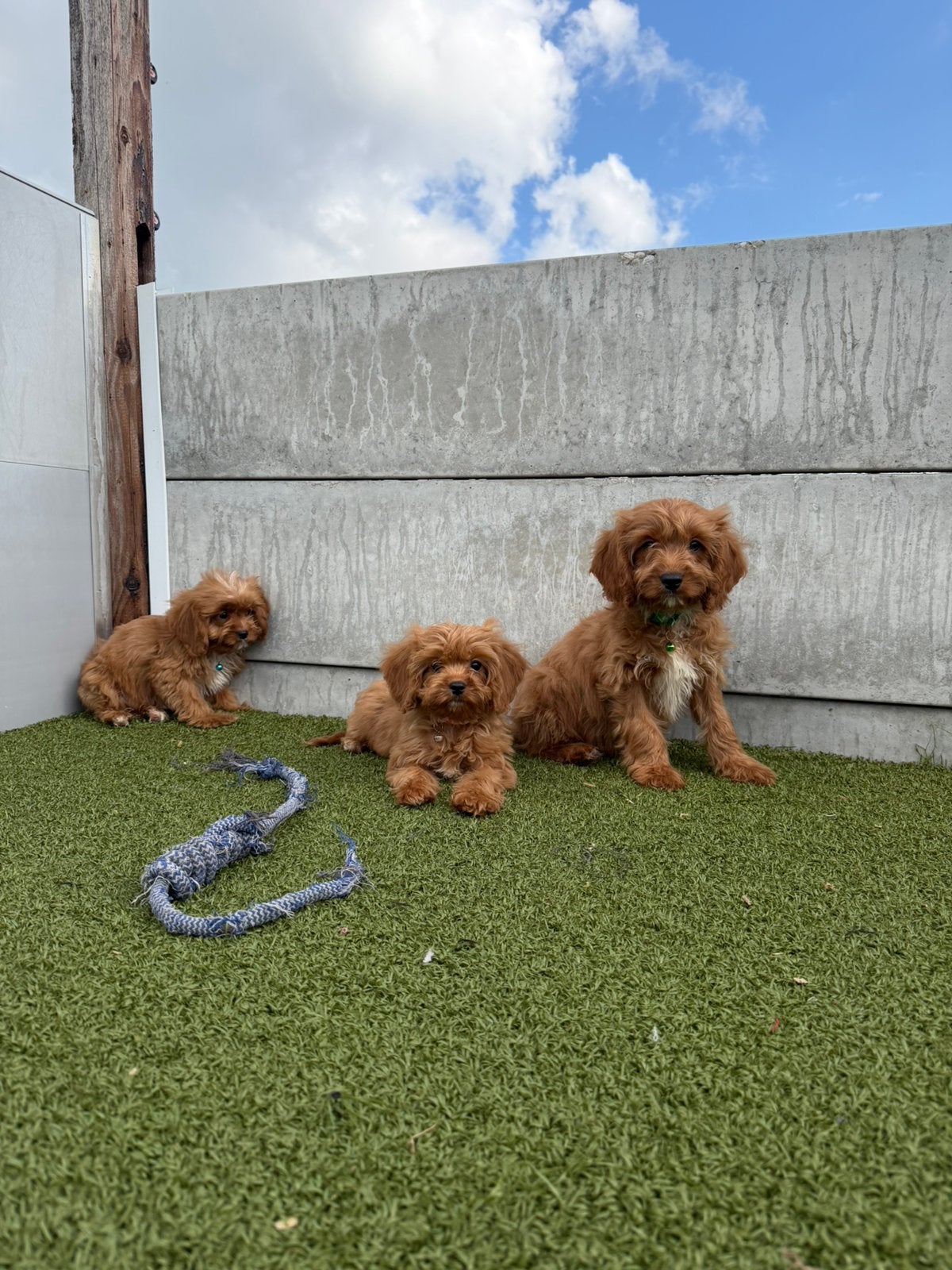 Schattige cavapoo pups, Dieren en Toebehoren, België, Overige rassen, CDV (hondenziekte), 8 tot 15 weken