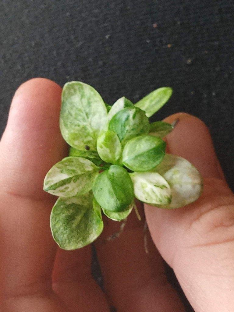 Anubias nana White, Dieren en Toebehoren, Ophalen, Nieuw, Plant(en), Steen of Hout