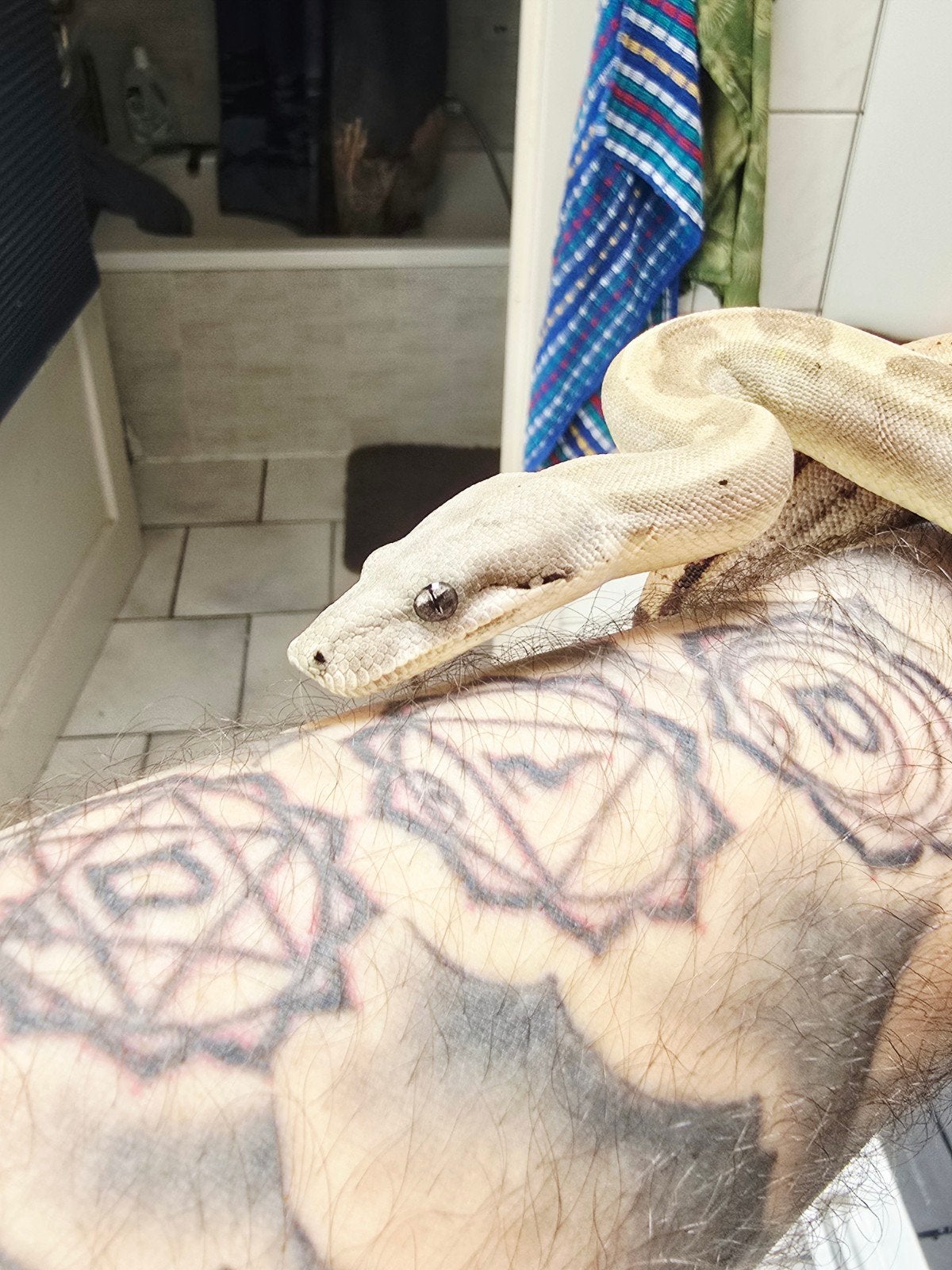 boa constrictor imperator, Dieren en Toebehoren, Slang, Tam, 0 tot 2 jaar