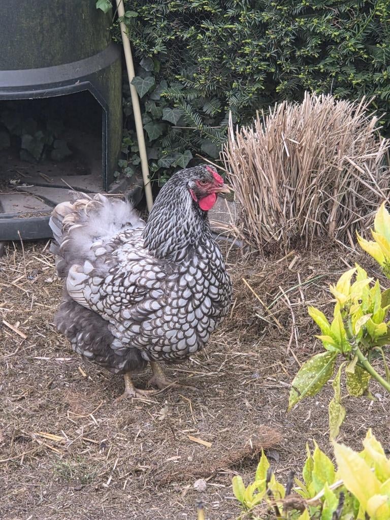 legkippen, Dieren en Toebehoren, Januari, Vrouwelijk