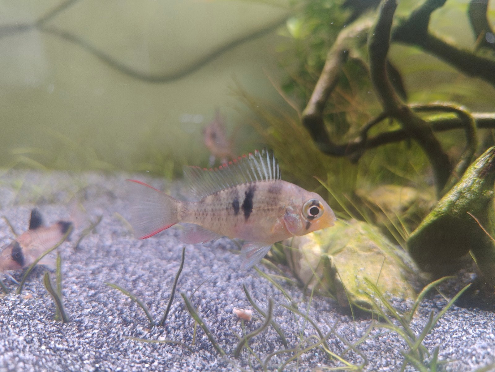 4 xMikrogeophagus Altispinosus M Boliviaanse Ramirezi