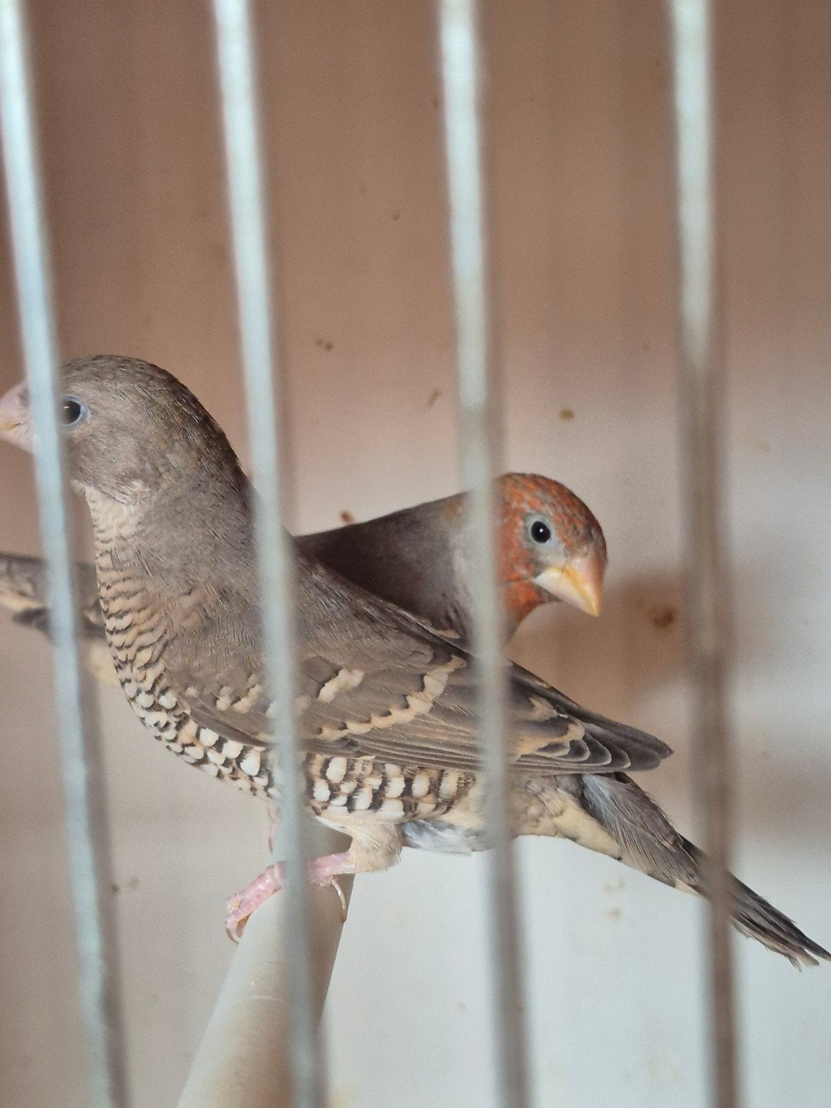 koppel Roodkapamadine 2025., Animaux & Accessoires, Oiseaux | Canaris