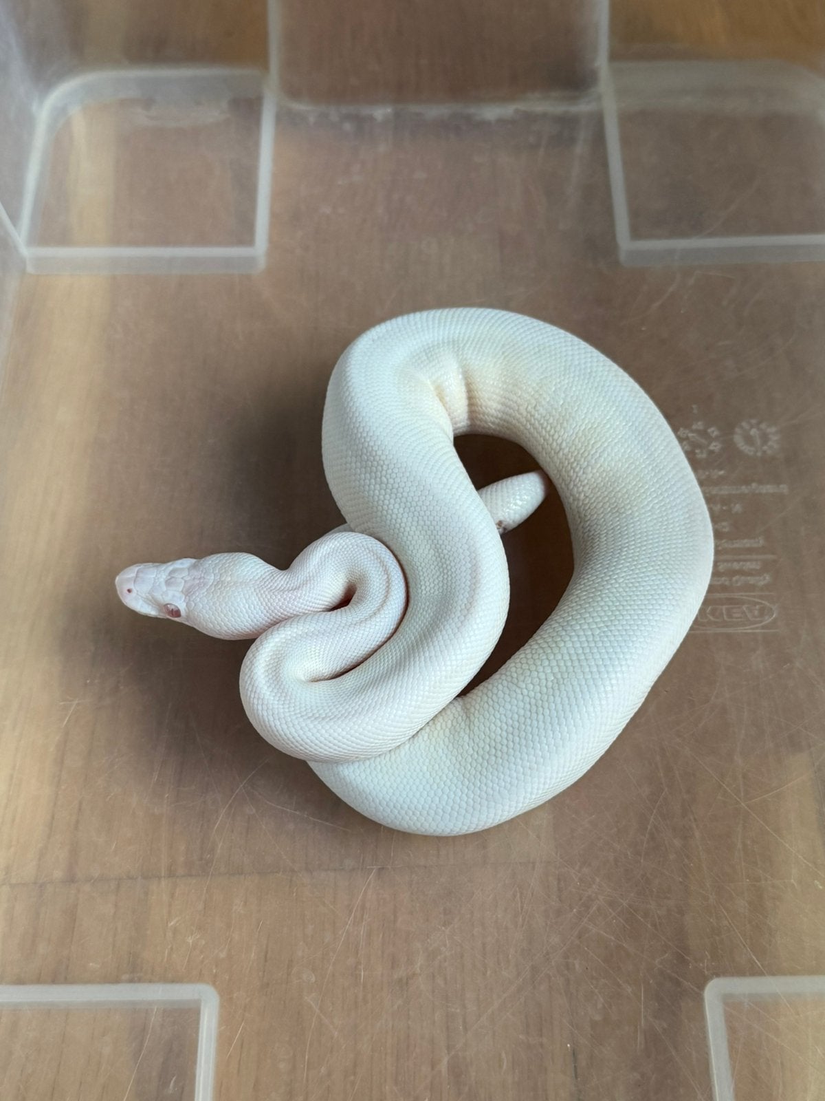 Vrouwelijke python albino pieball 2026 met terrarium, Dieren en Toebehoren, Ophalen, Zo goed als nieuw, Terrarium of Paludarium