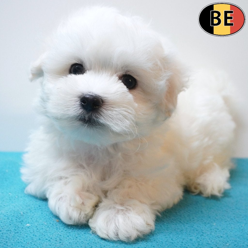 Maltezer, reutjes (Belgische pups te koop), Dieren en Toebehoren, België, Maltezer, CDV (hondenziekte), 8 tot 15 weken
