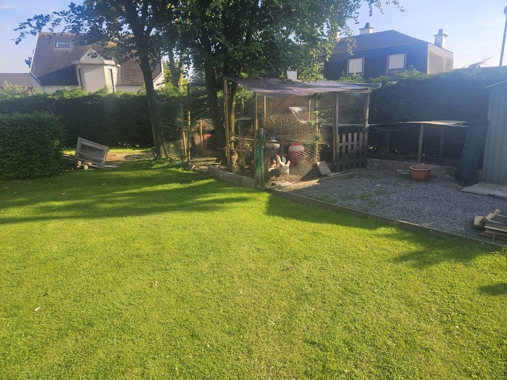 kippen, Animaux & Accessoires, Volatiles, Poule ou poulet, Femelle