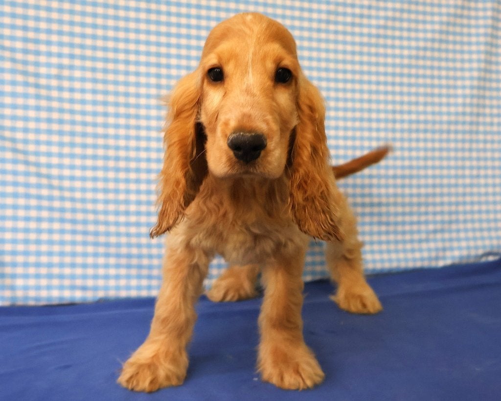Super leuke Engelse Cocker Spaniël pups!!!, Dieren en Toebehoren, 15 weken tot 1 jaar, Buitenland, CDV (hondenziekte), Meerdere