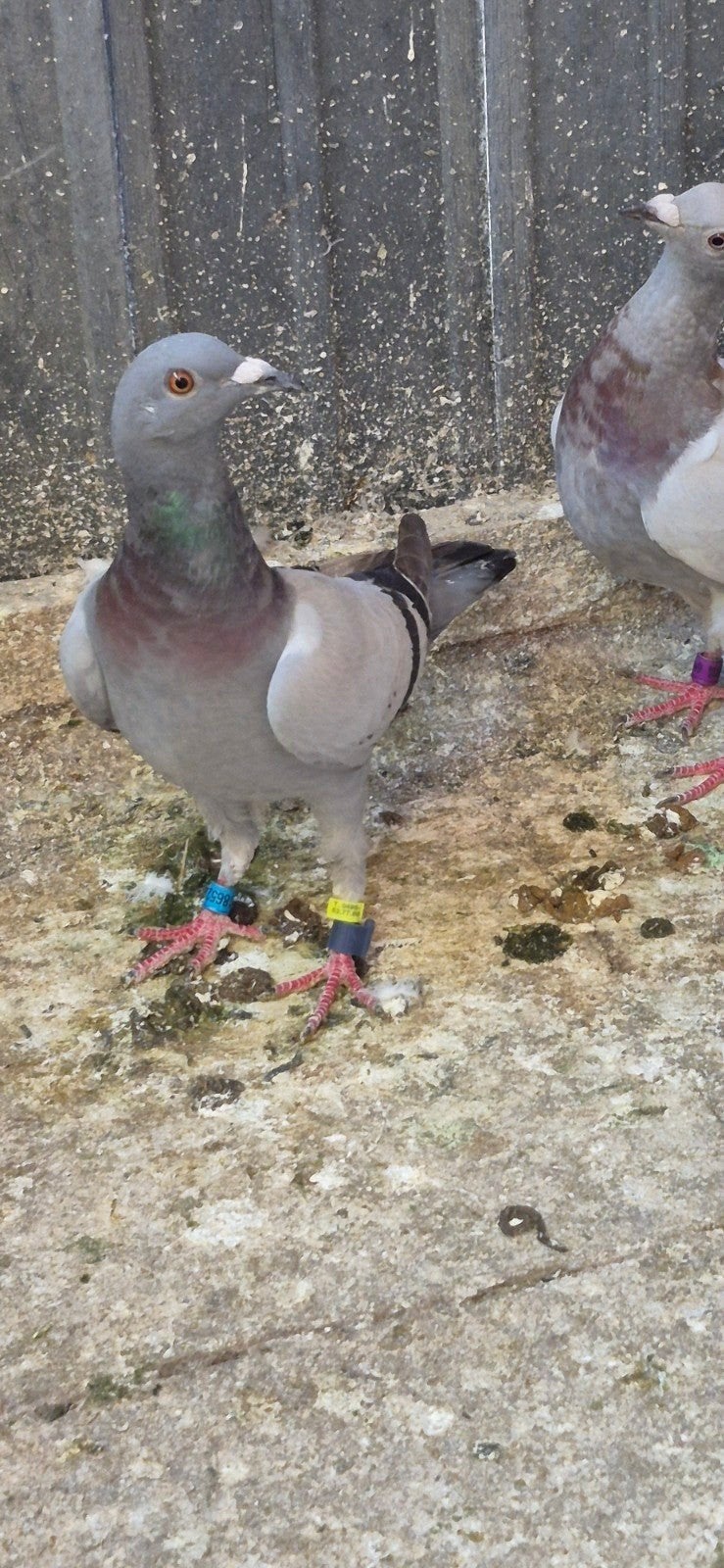Duiven te koop 10 stok voor 65 euro, Dieren en Toebehoren, Vogels | Duiven
