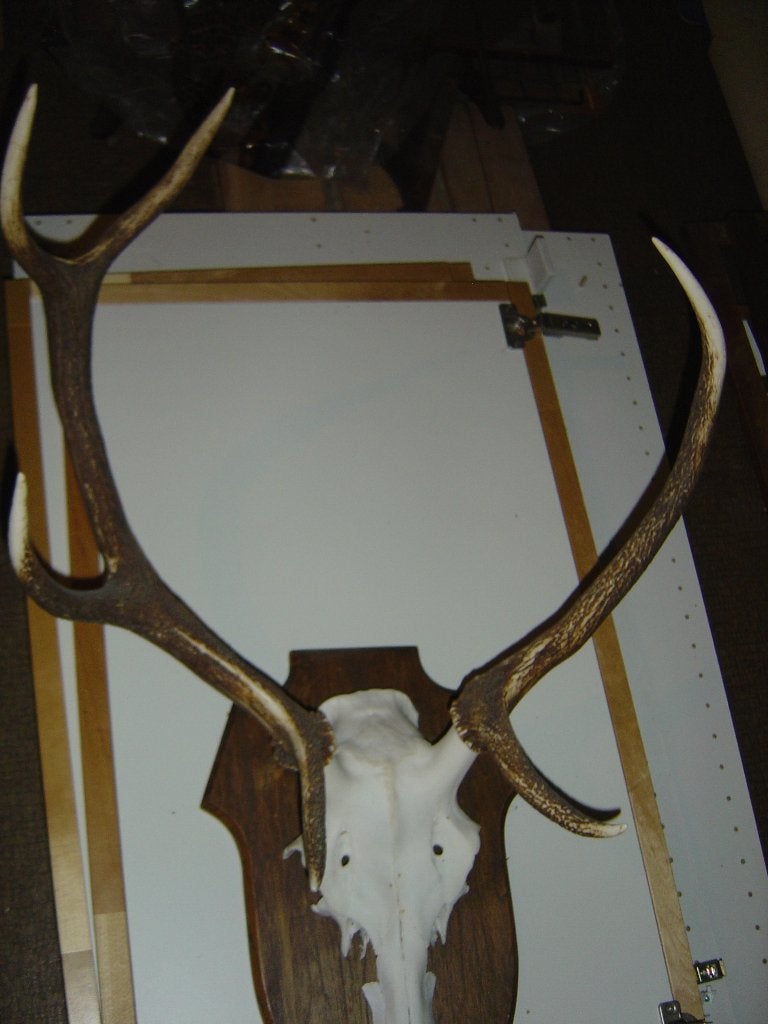 Trophées de cerf, Collections, Enlèvement, Comme neuf, Cerf, Bois ou Tête