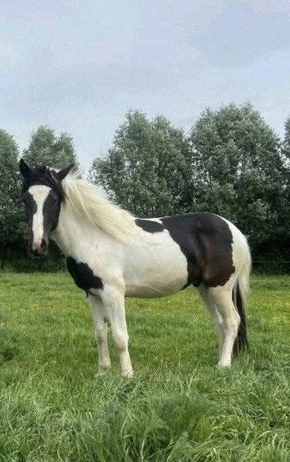 C pony ruin & hengst onbeleerd  2 jarige, Hongre, Non dressé