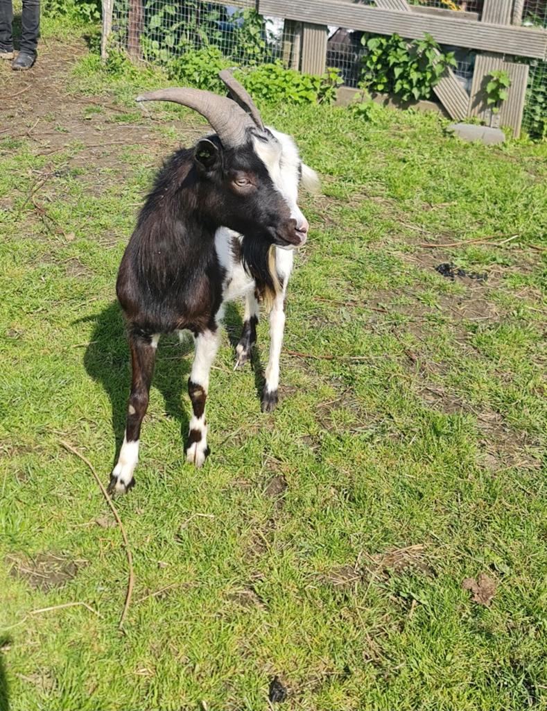 Dekbok melkgeit te koop of te ruil