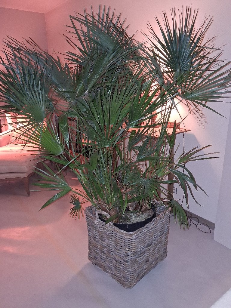 Planten, Volle zon, Vaste plant, Lente, Ophalen