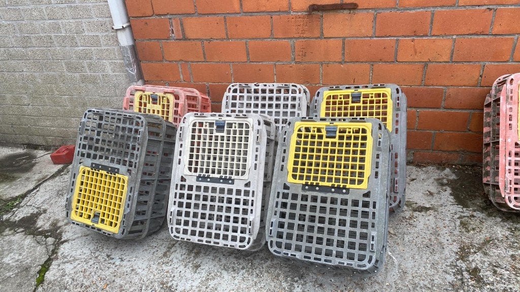 6 + 1 Transportboxen kippen, Eenden, Enlèvement, Utilisé