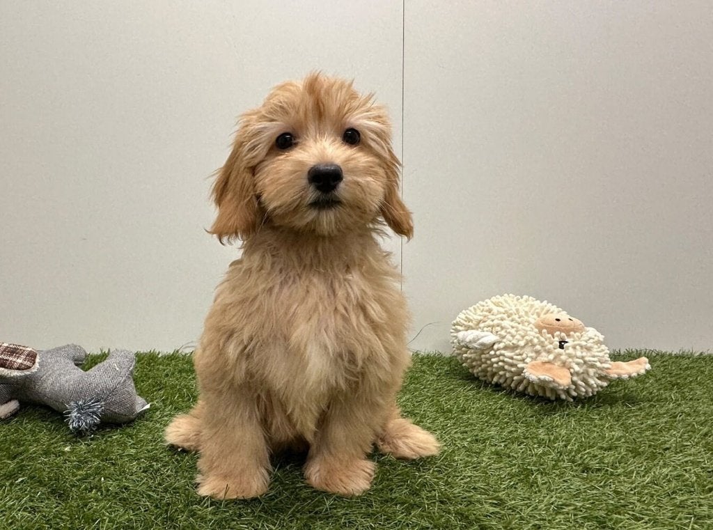 Maltipoo pups, Dieren en Toebehoren, België, 8 tot 15 weken, CDV (hondenziekte), Meerdere