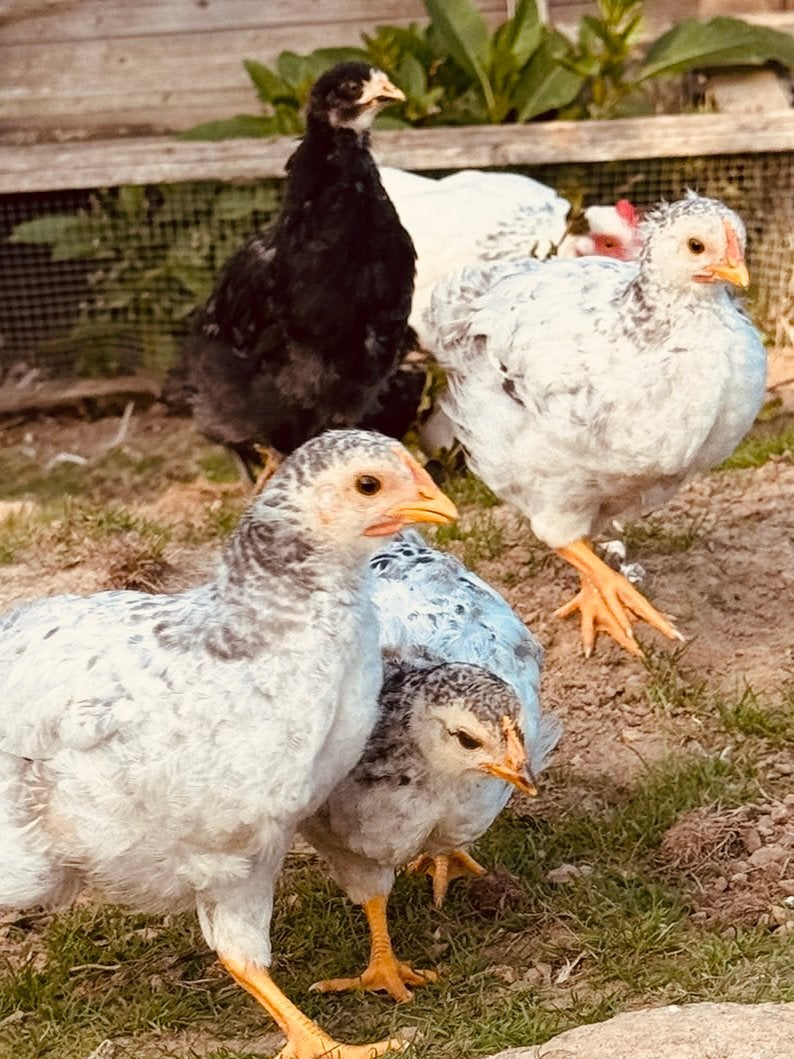 4 kuikentjes mix ras sussex met Brahma haan, Dieren en Toebehoren, Meerdere dieren, Kip