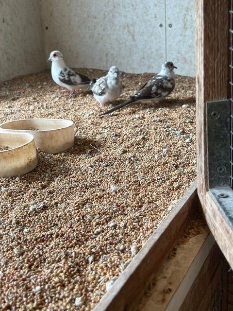 bonte diamantduifjes, Plusieurs animaux, Oiseau tropical, Bagué