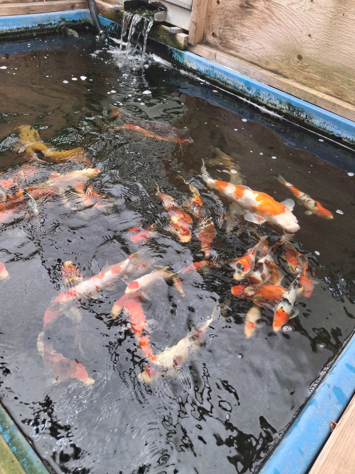 Japanse koi import 2026