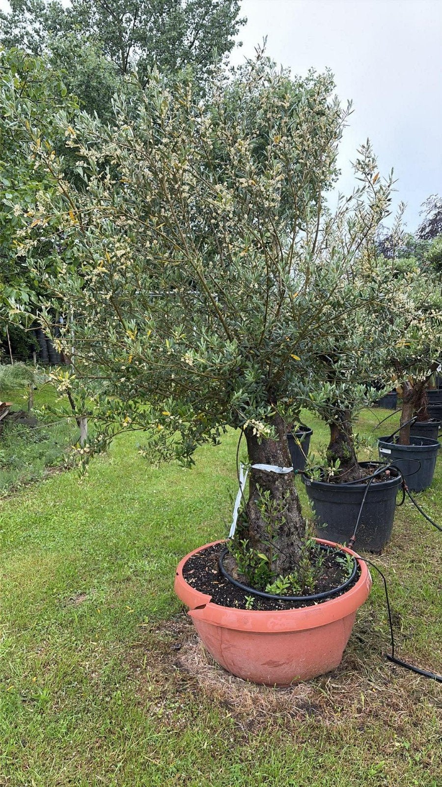 ‼️Olijfbomen olea europaea aan promoprijzen ‼️, Ophalen