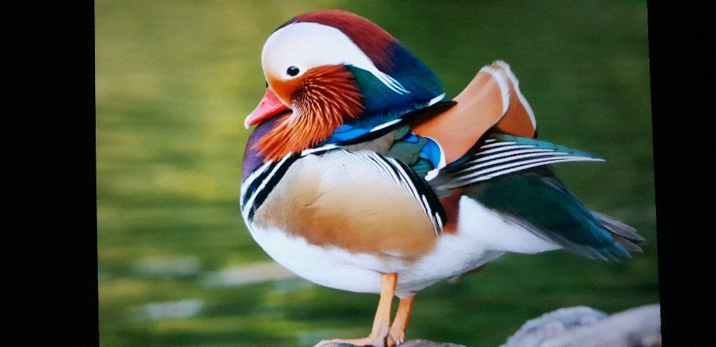mandarijn eend/ siereenden, Dieren en Toebehoren, Eend