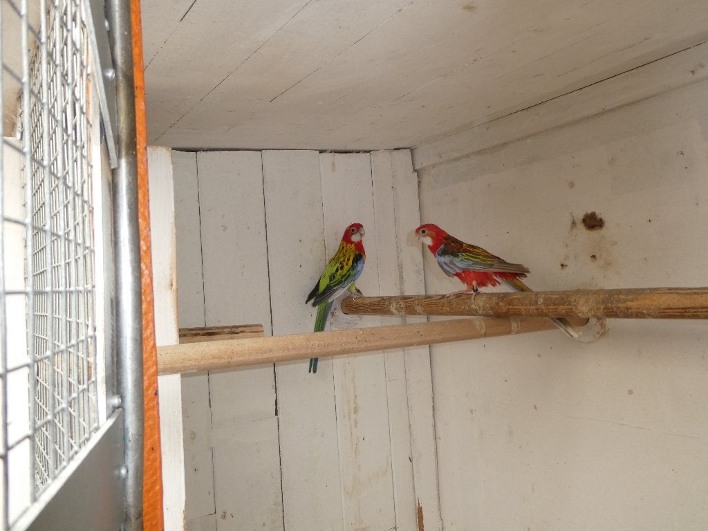 rosella parkieten, Plusieurs animaux, Perruche, Bagué