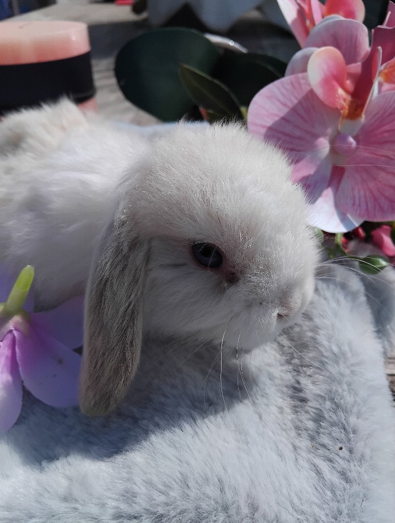 Raszuivere tamme minilopjes, Dieren en Toebehoren, Konijnen, Meerdere dieren, Dwerg, Hangoor, 0 tot 2 jaar