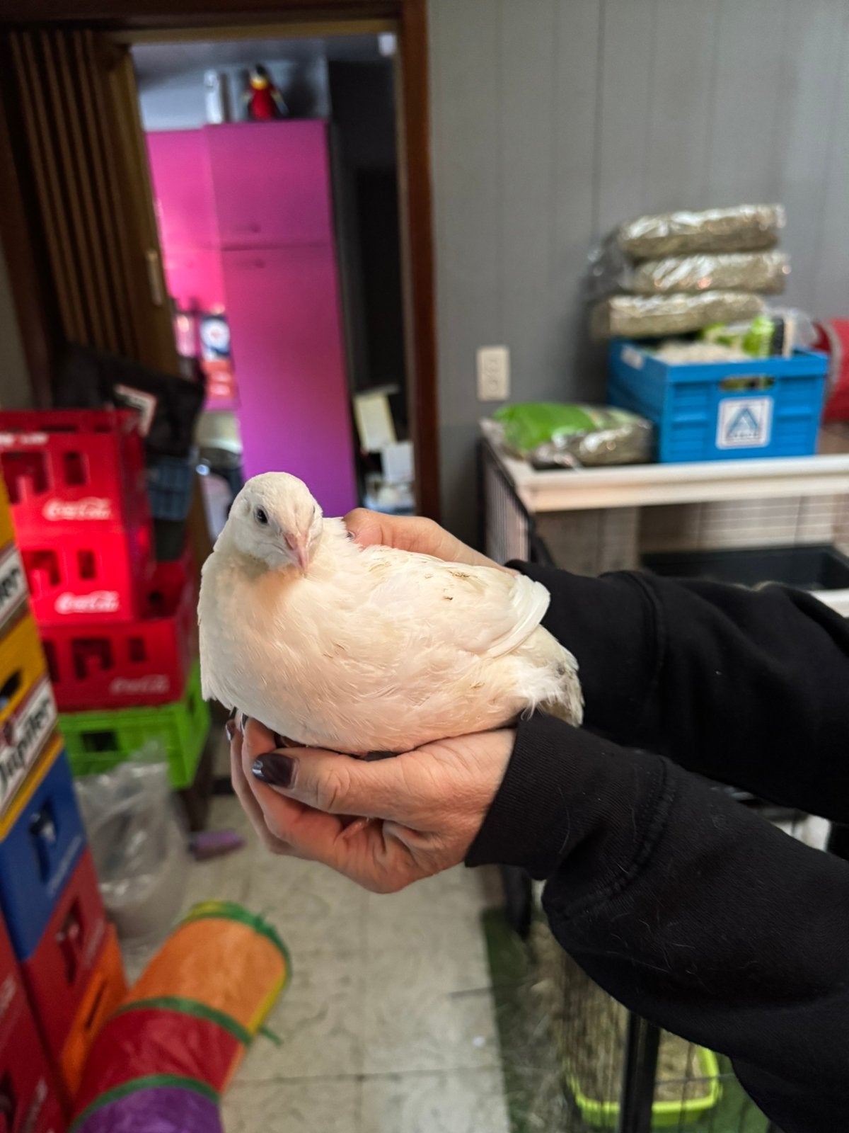 Japanse kwartel haantjes, Animaux & Accessoires, Mâle, Autres espèces
