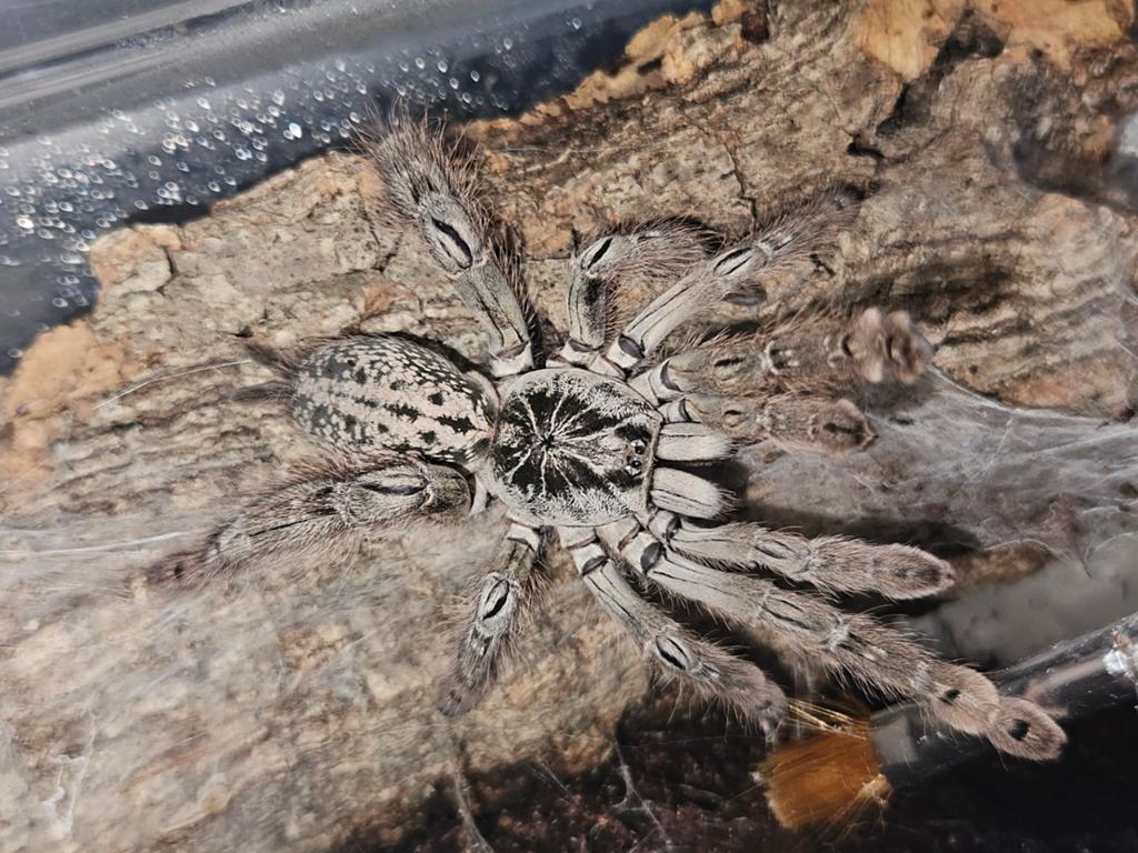 Vrouw Heteroscodra maculata 4 cm BL, Dieren en Toebehoren, Insecten en Spinnen