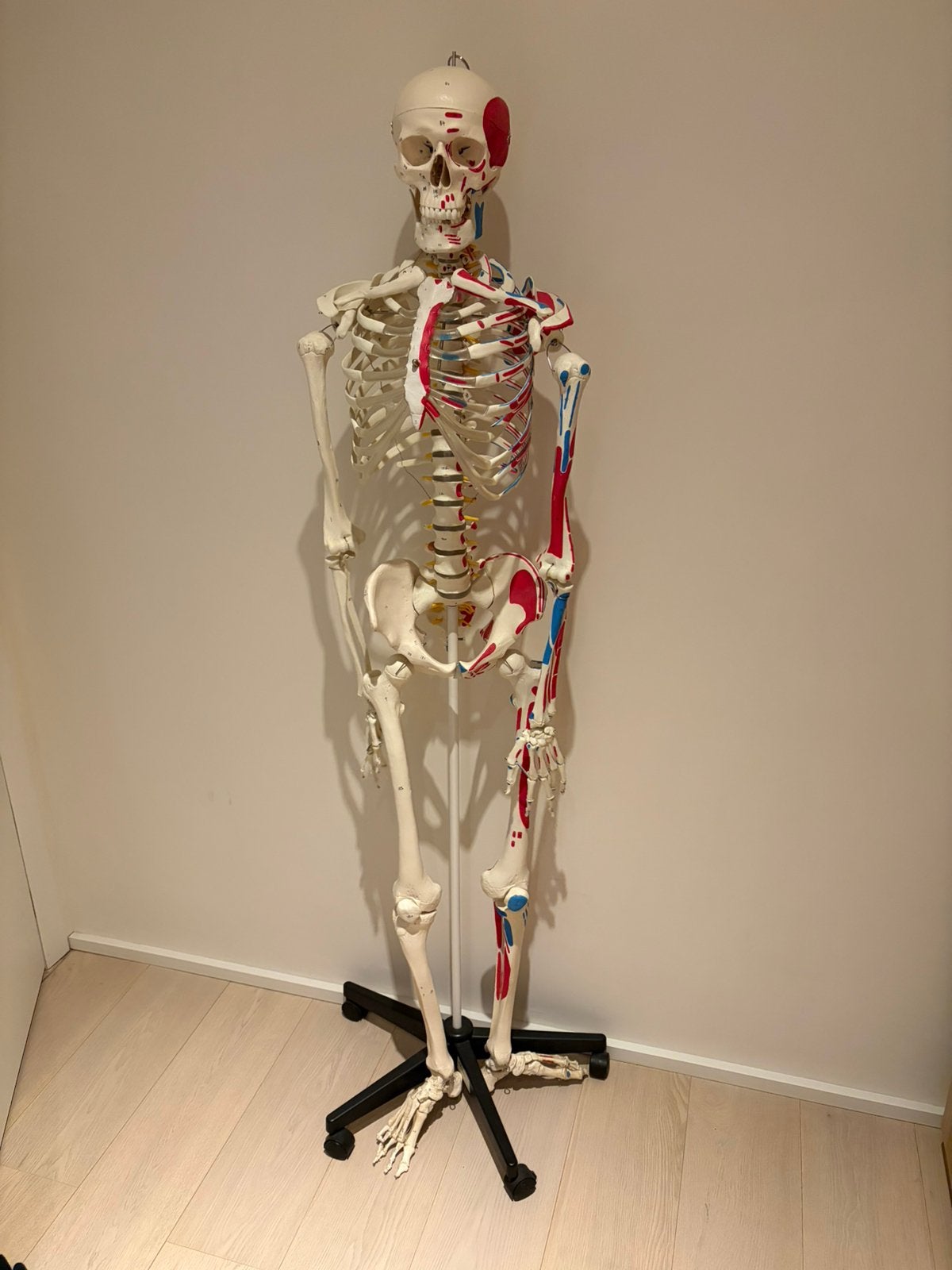 Anatomisch skelet met aanduidingen, Diversen, Schoolbenodigdheden, Ophalen, Gebruikt