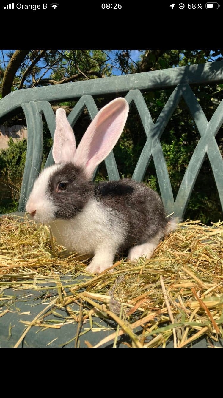 Nestje vlaamse reuzen rammetjes 14juli, Dieren en Toebehoren