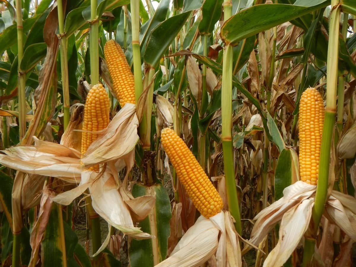 Maïs sur tige, Articles professionnels, Agriculture | Aliments pour bétail, Enlèvement