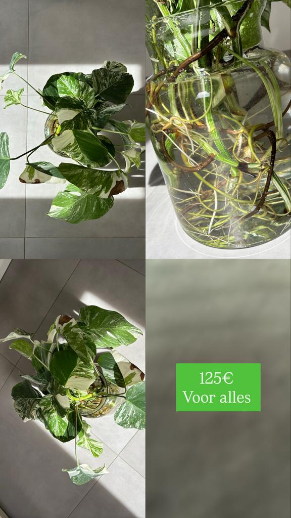 Monstera Variegata, Ophalen