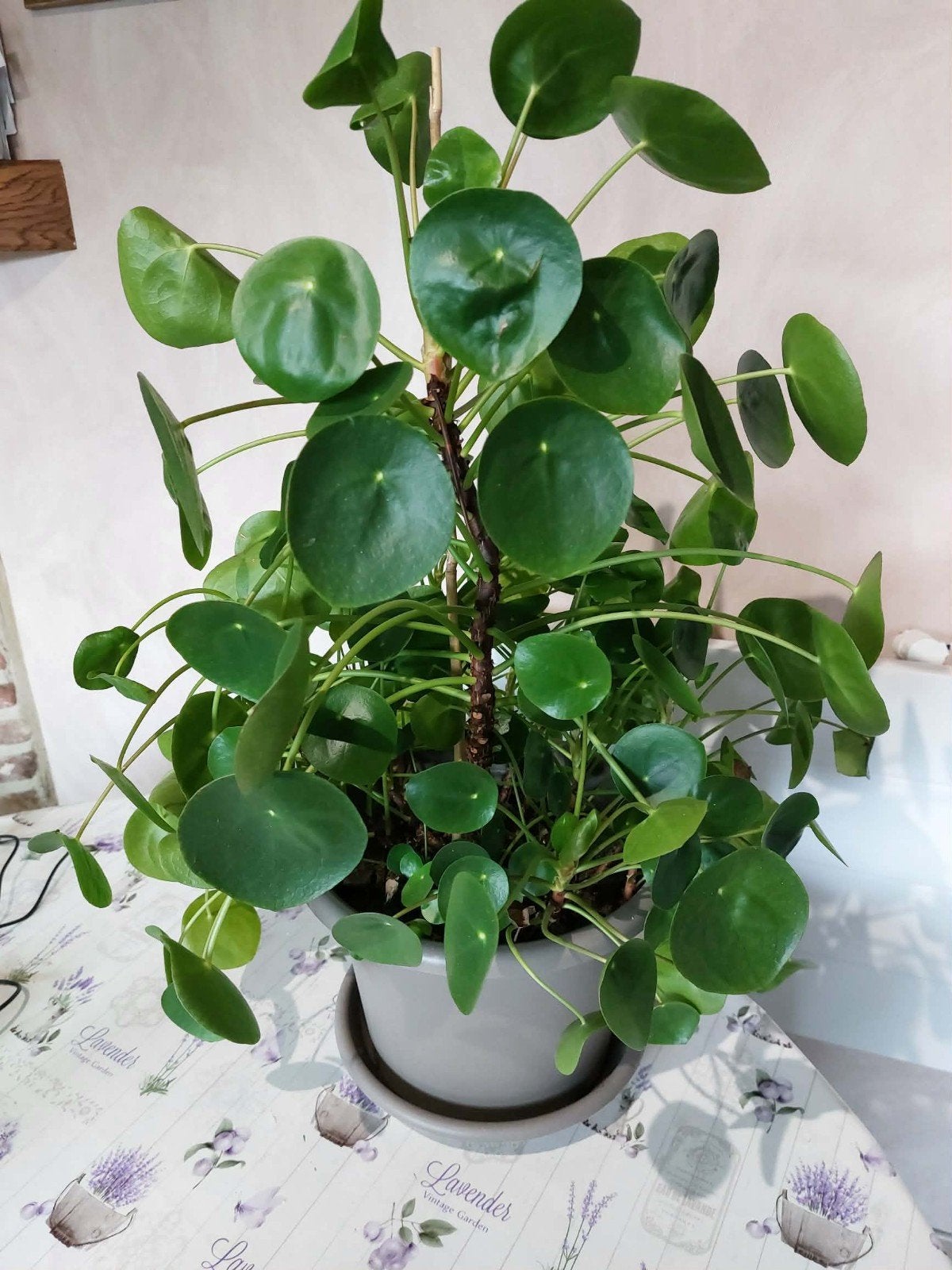 Grote pannenkoeken plant met kleintjes in de zelfde pot, Maison & Meubles, Plantes d'intérieur, Autres espèces, En pot, Plein soleil