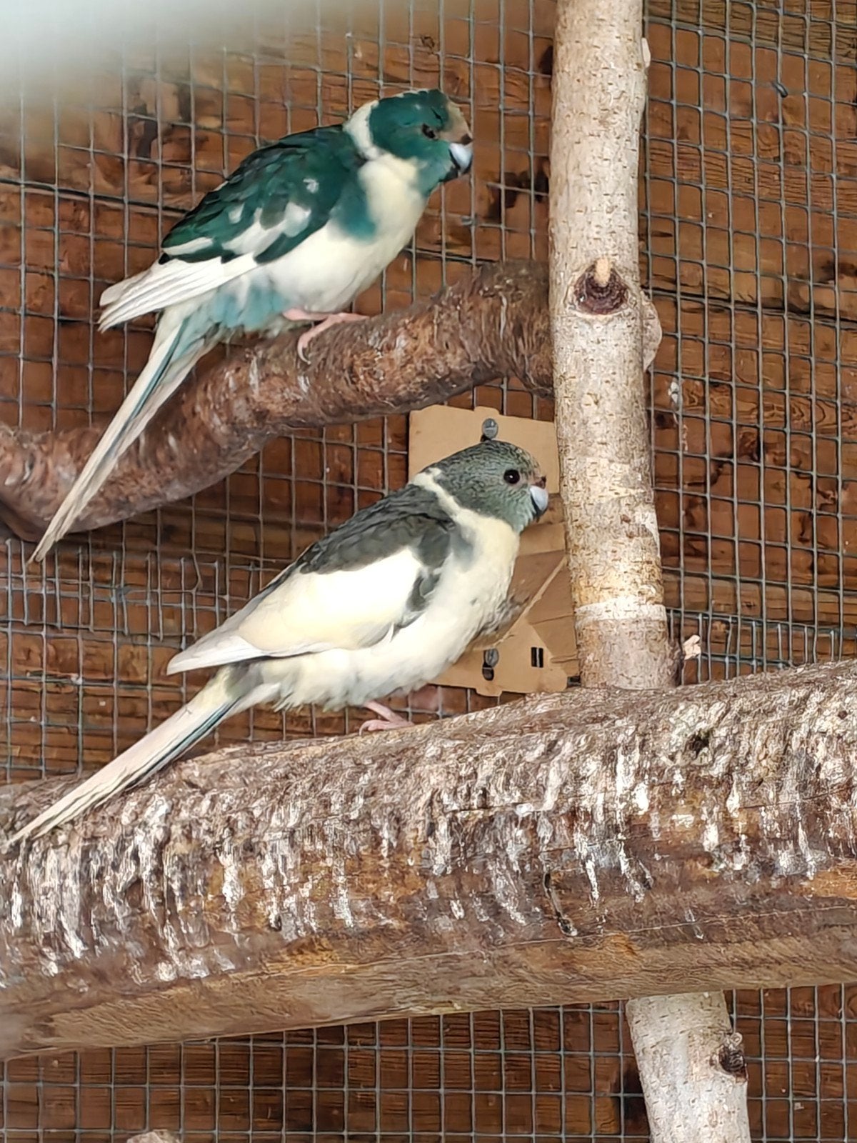 kakariki, Animaux & Accessoires, Bagué