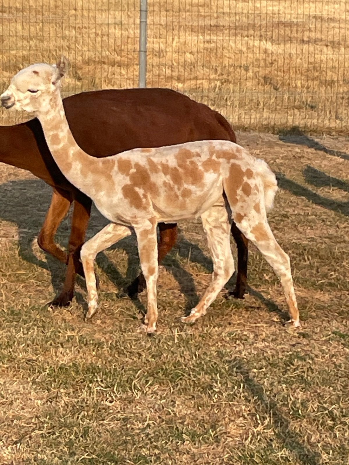 Alpaca’s, Dieren en Toebehoren, April, Meerdere dieren
