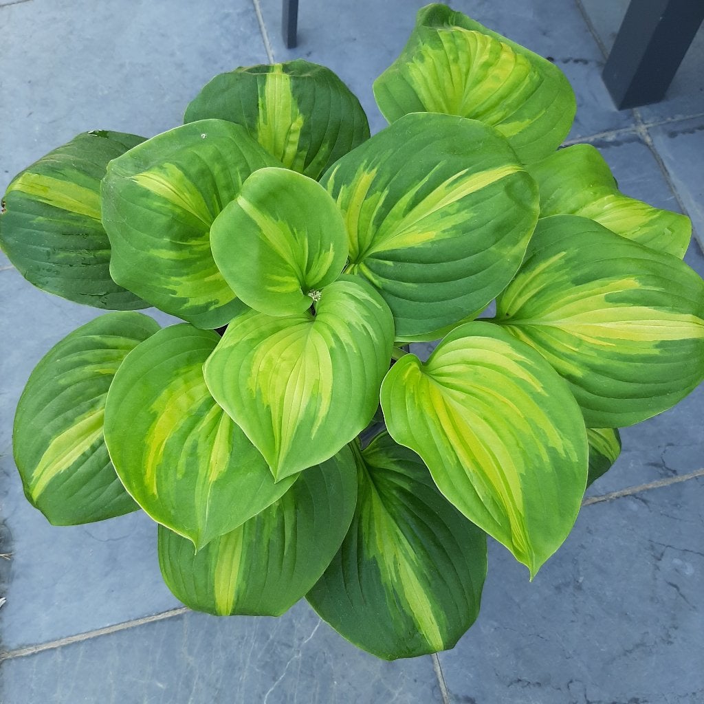 Mooie vaste planten KOOPJES!!!, Jardin & Terrasse, Plantes | Jardin, Enlèvement, Plante fixe, Autres espèces, Mi-ombre