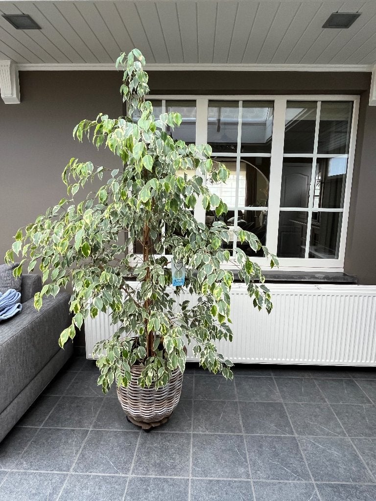 Kamerplant ficus magni, Ophalen, Ficus, In pot, 200 cm of meer