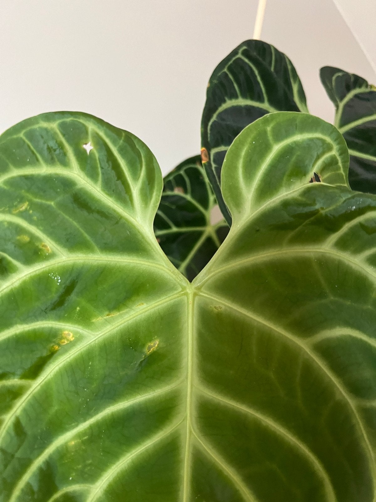 Anthurium Regale, Ophalen