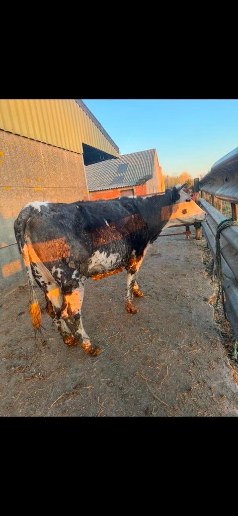 Drachtige vaars, Dieren en Toebehoren