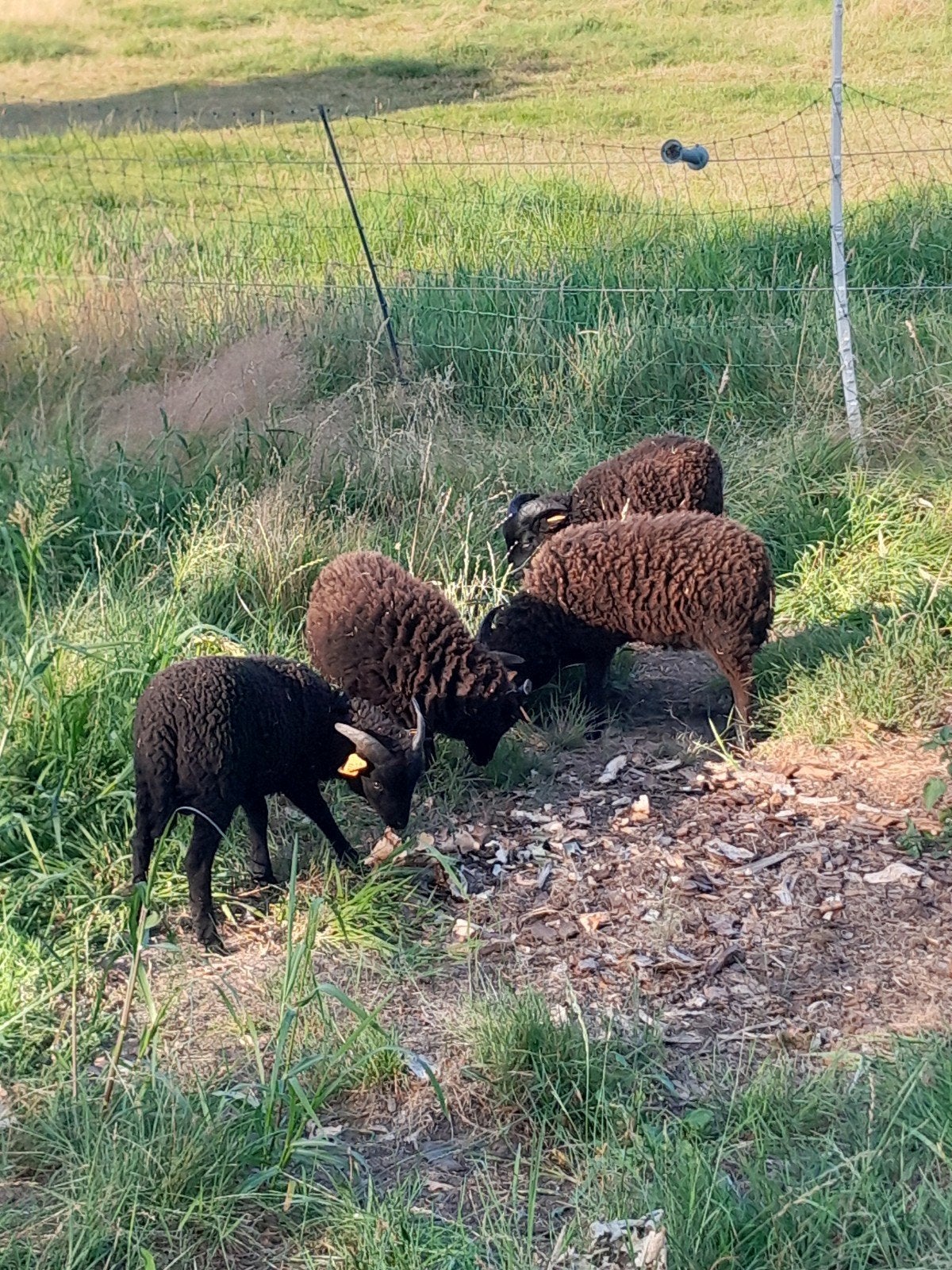 Ouessant ram lammetjes rammen met stamboom, Dieren en Toebehoren, Mannelijk, Schaap, 0 tot 2 jaar