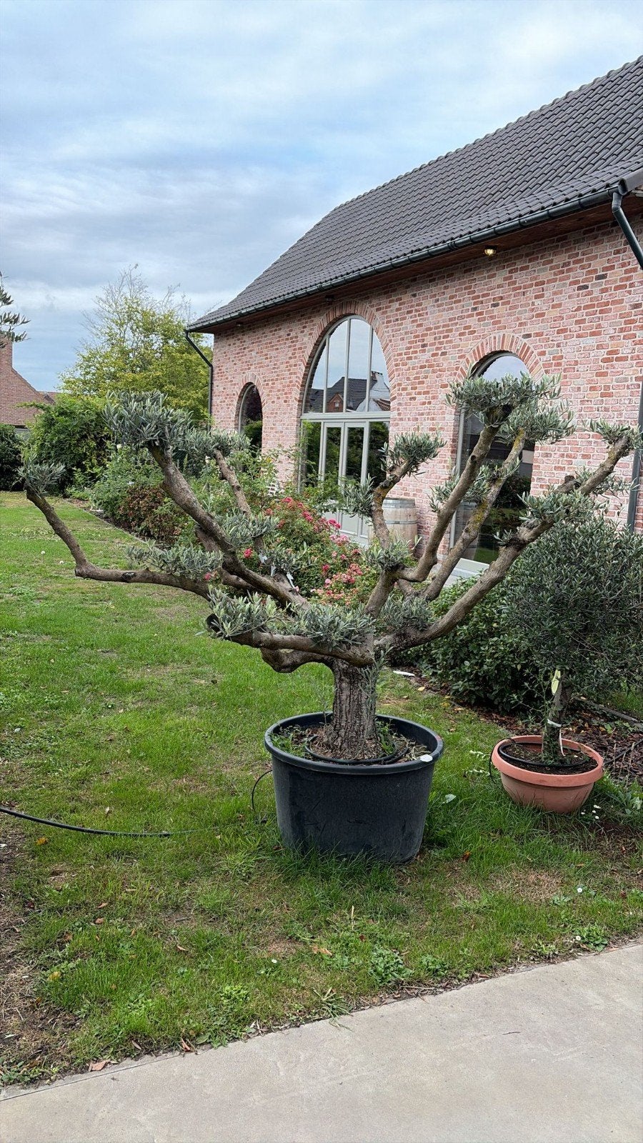 ‼️olijfbomen olea europaea plato aan promoprijzen‼️, Tuin en Terras, Ophalen