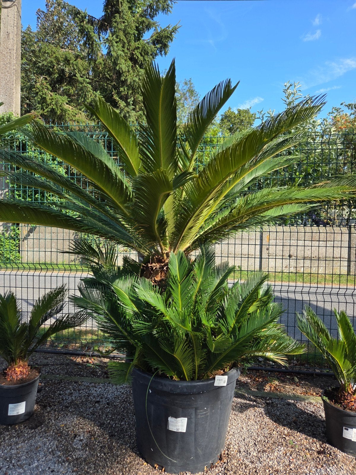Palmboom Cycas Revoluta, Jardin & Terrasse, Plantes | Arbres, Enlèvement, Palmier