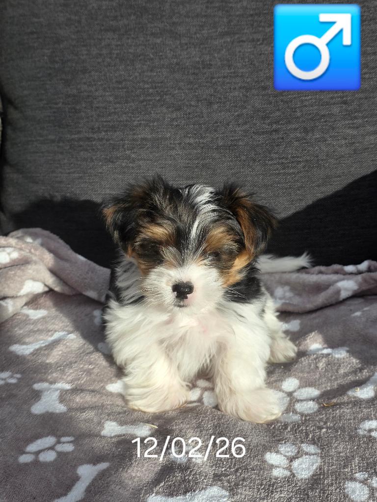 biewer yorkshire pups, Dieren en Toebehoren, België, 8 tot 15 weken, Meerdere, Meerdere dieren