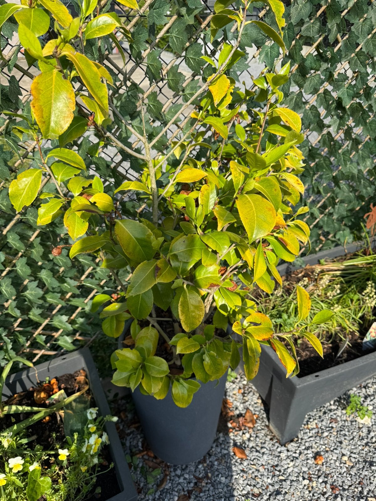 Camelia Japanse Roos (rode bloem) + pot (51cm), Tuin en Terras, Ophalen