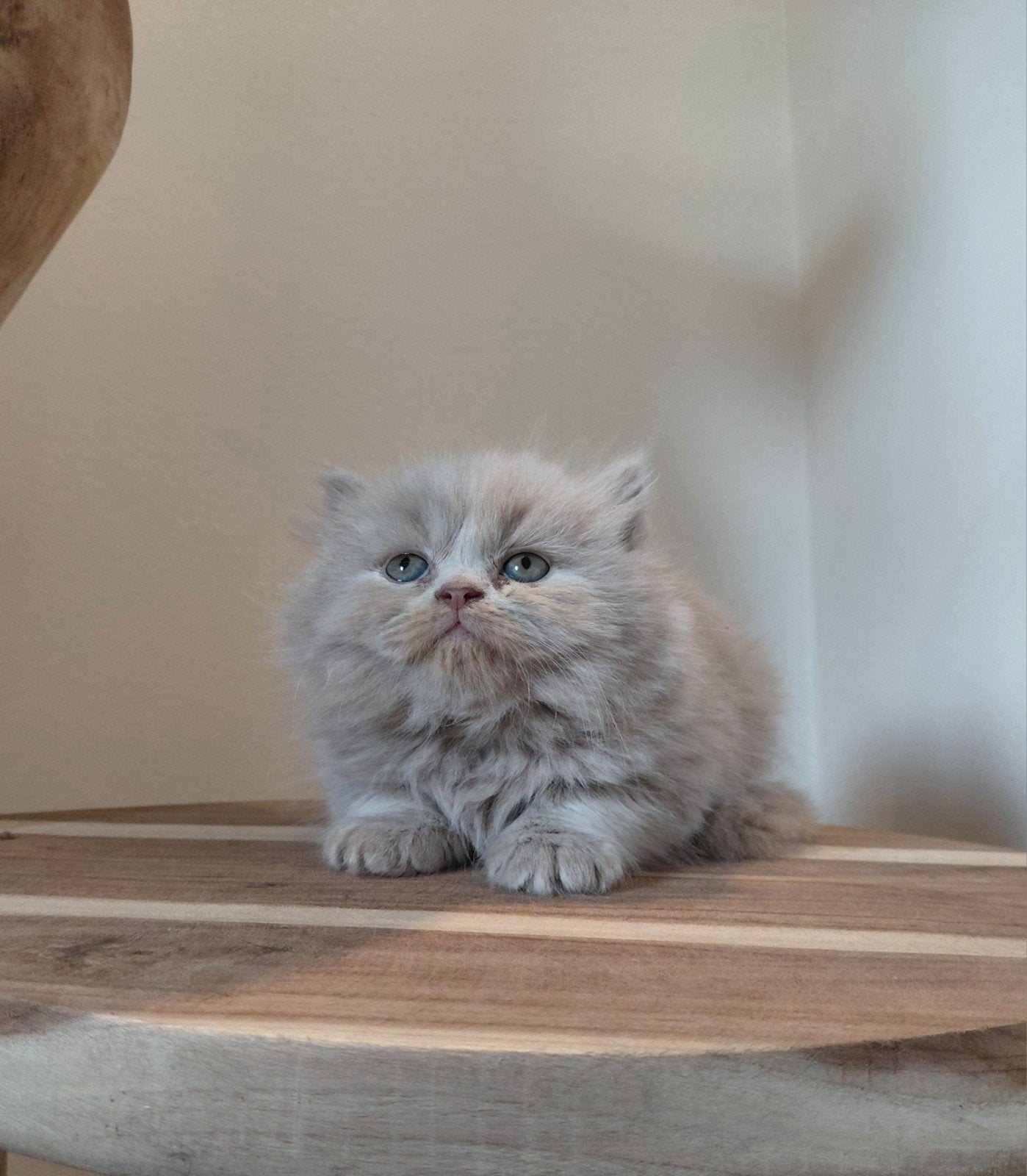 British Shorthair., Animaux & Accessoires, Chats & Chatons | Chats de race | Poil ras, Chat, Vermifugé, 0 à 2 ans