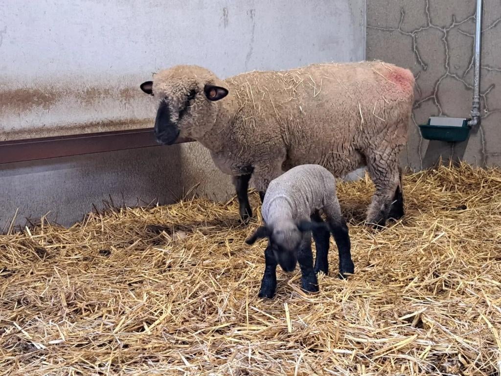 schaap Hampshire down ooi, Femelle, Mouton, 3 à 5 ans