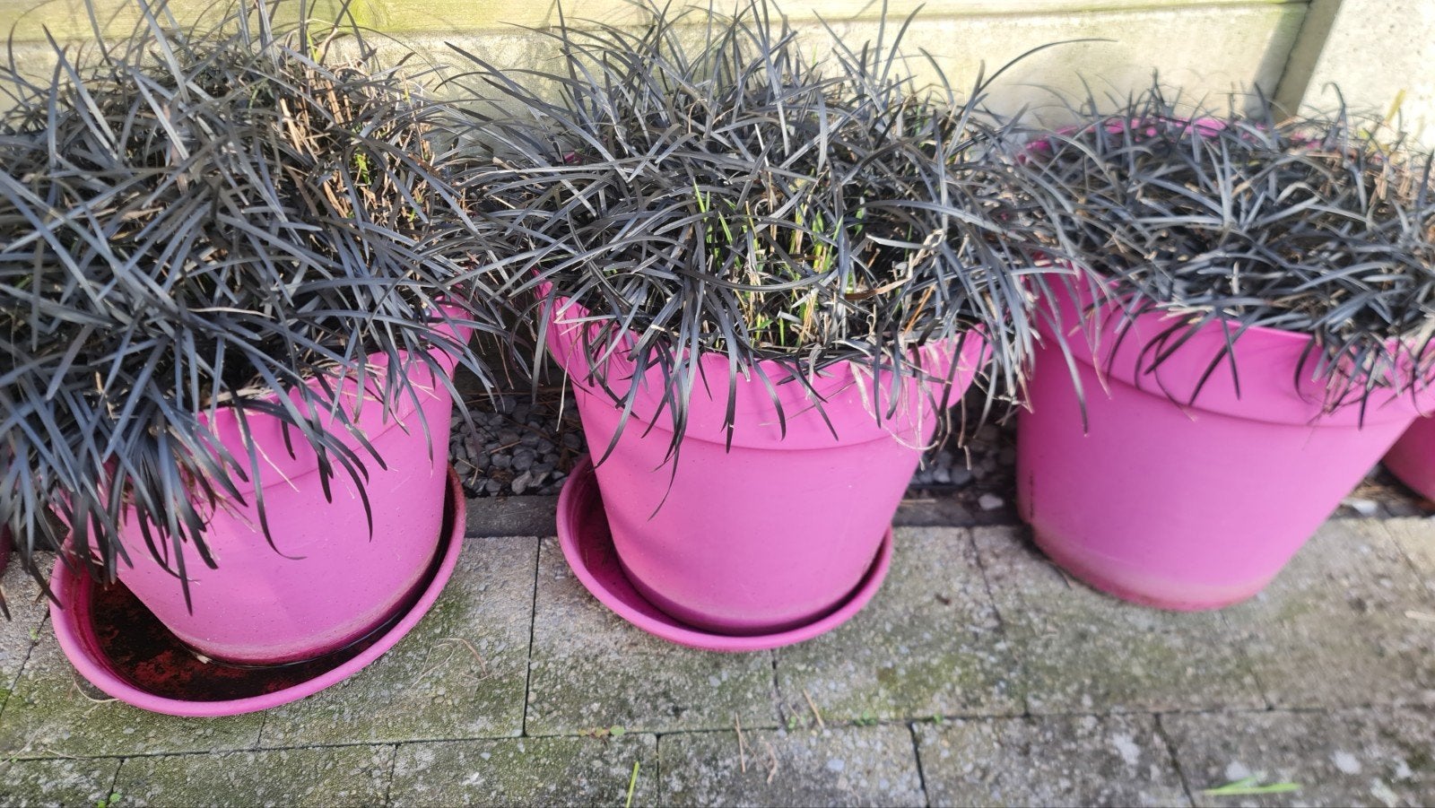 Graminée ornementale Ophiopogon planiscapus. Dans un pot, Enlèvement