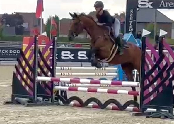 Brave 5j Ceasar Z x Non Stop merrie, Dieren en Toebehoren, Paarden, Merrie, Springpaard, Met stamboom, B