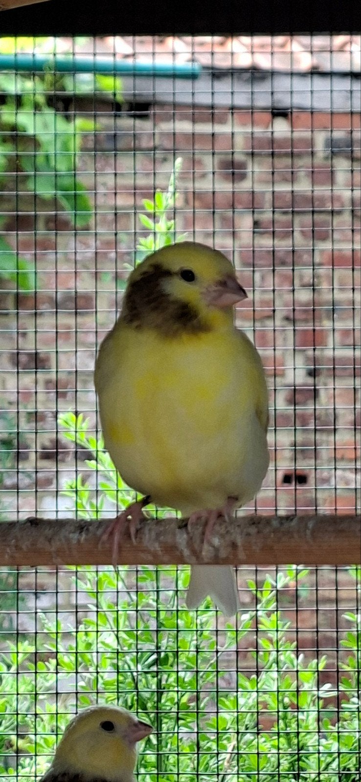 divers canaris à vendre, sans anneau