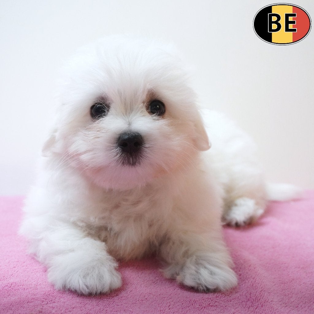 Bichon Maltais, femelles - chiots belges à vendre, Animaux & Accessoires, Chiens | Chihuahuas & Chiens de compagnie, Commerçant