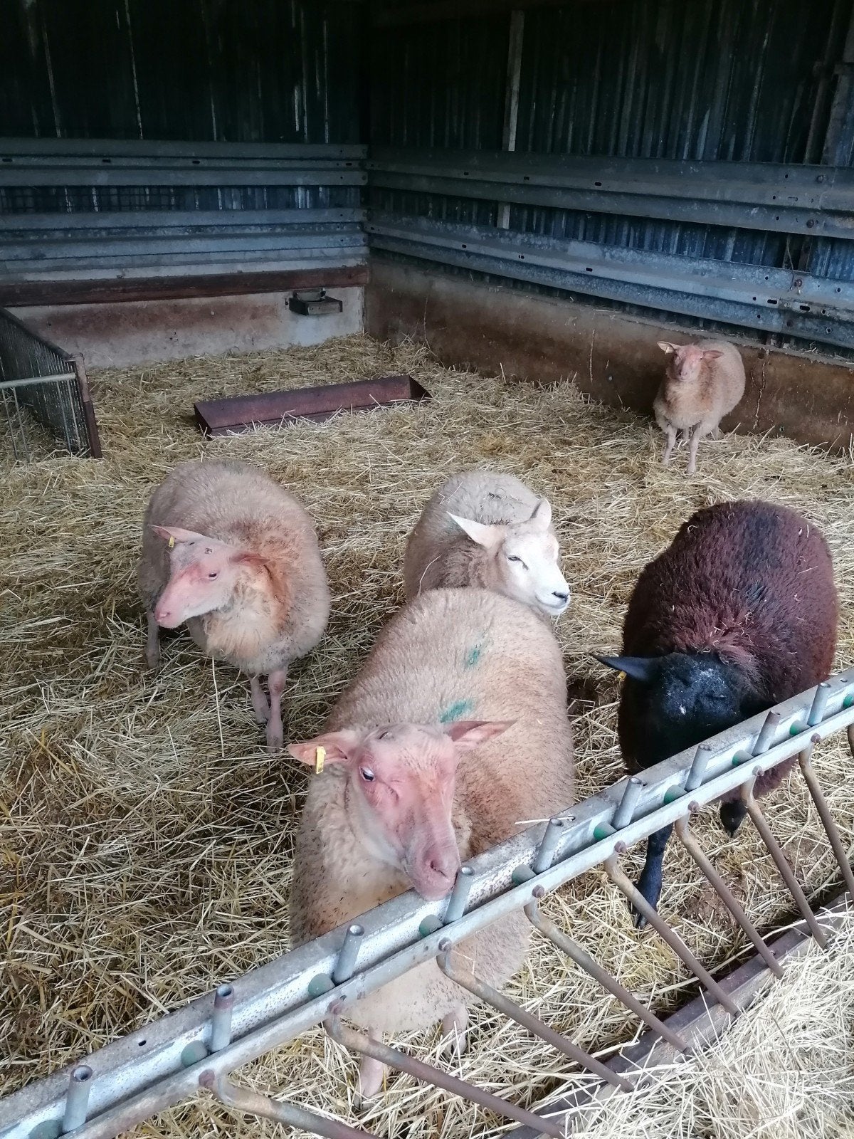 ramlammeren voor de slacht, Dieren en Toebehoren, Meerdere dieren, Schaap, 0 tot 2 jaar